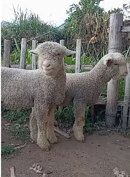 sepasang cempe anakan domba merino 4 bln superan 1 jantan 1 betina top