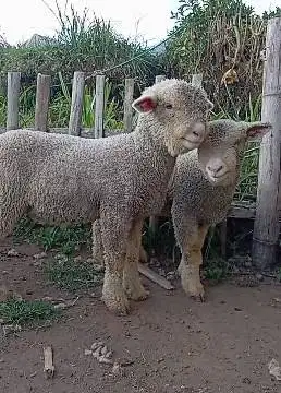 sepasang anakan bibit domba merino superan 4 bln lepas sapih exotik ok