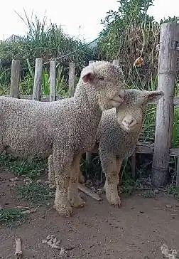 sepasang anakan cempe domba merino superan 4 bln lepas sapih exotik ok