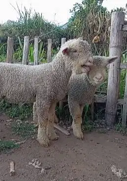 sepasang bibit anakan domba merino 4 bln superan siap koleksian exotik
