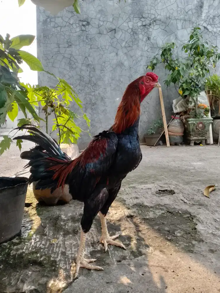 Ayam Bangkok Muda