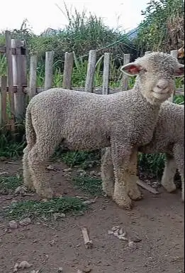 sepasang cempe anakan domba merino superan 4 bln 1 jantan 1 betina top