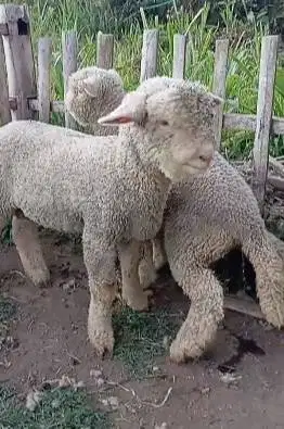sepasang cempe anakan domba merino superan 4 bln 1 jantan 1 betina top