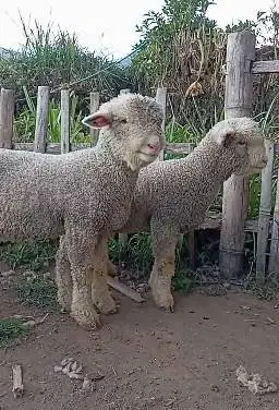 sepasang anakan cempe domba merino superan 4 bln exoik koleksian unik