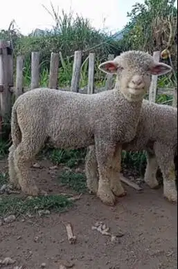sepasang anakan cempe domba merino superan 4 bln exoik koleksian unik