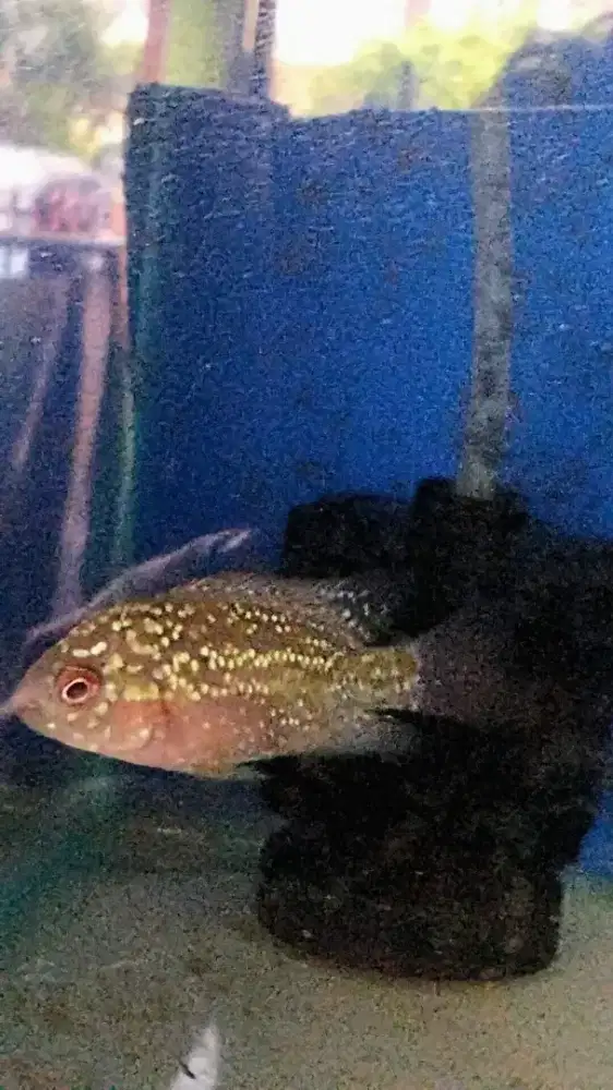 Louhan kamfa f2 merah