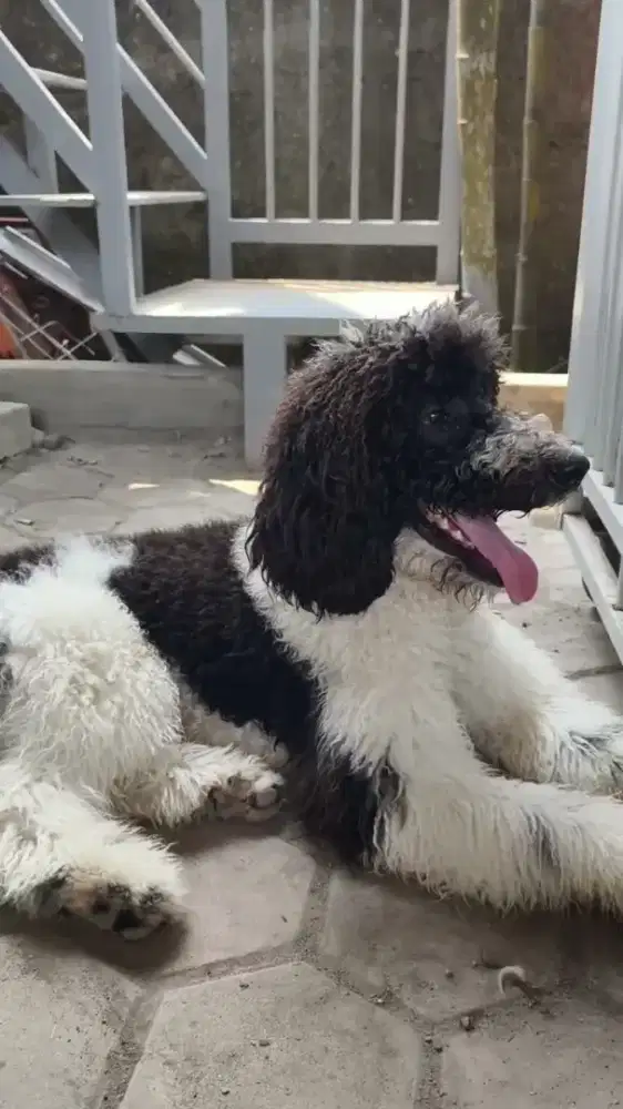 Anjing Giant Poodle Jantan Stambum
