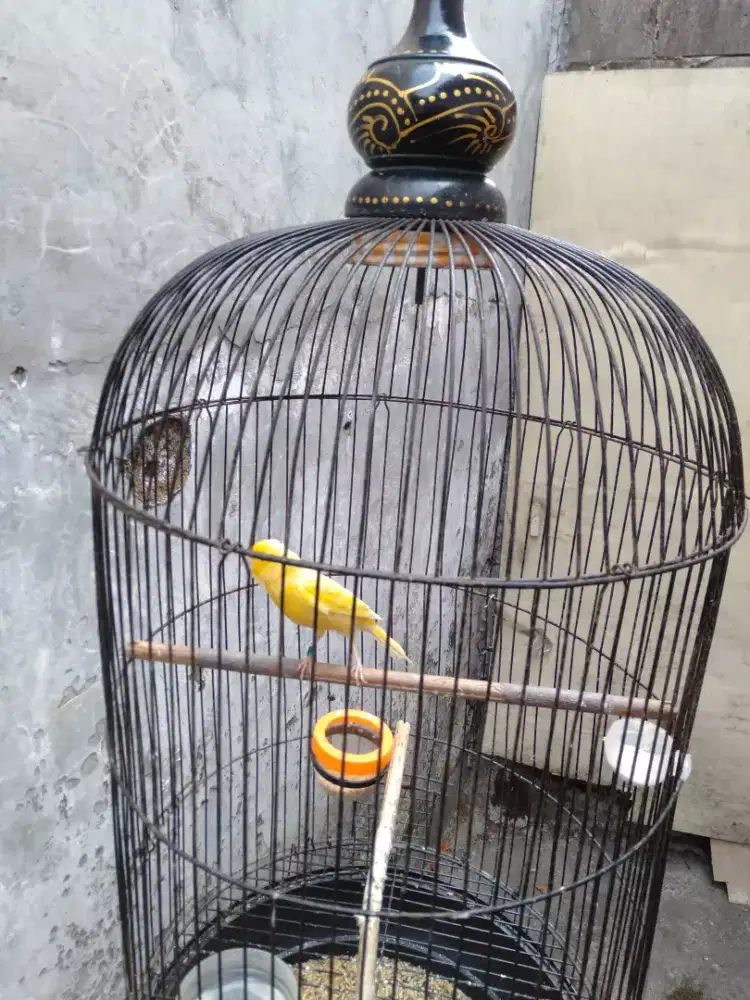 Burung kenari jantan af