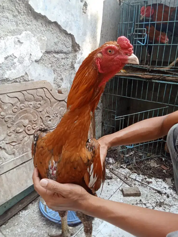 Ayam Bangkok Mega mendung ekor lidi