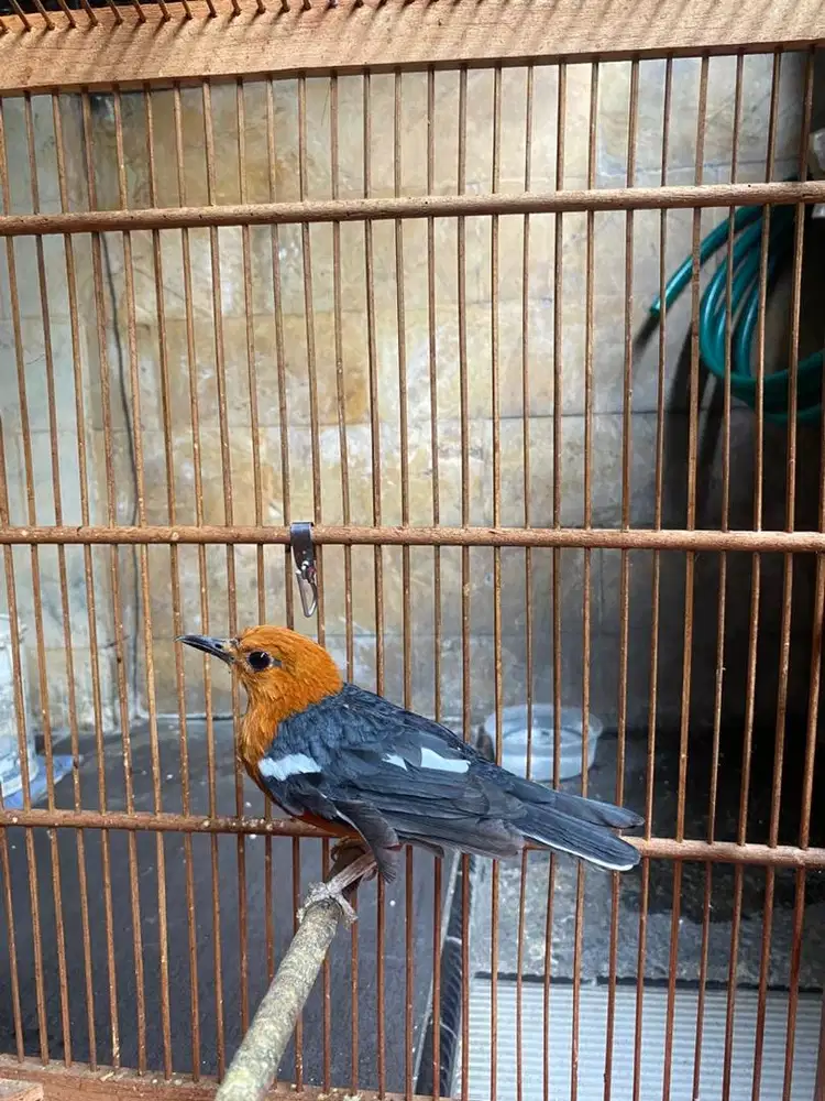 Dijual Burung Anis Bata Merah beserta Kandang