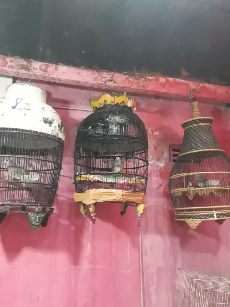 perkutut bangkok udah pada bunyi mulus