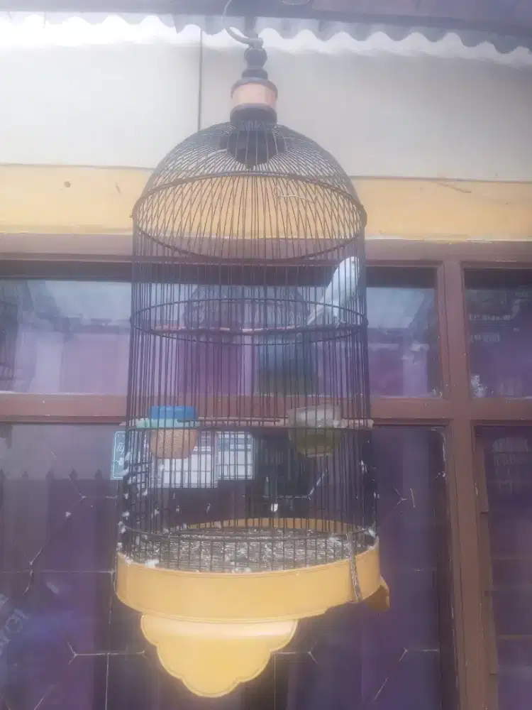 Burung Parkit Eks Masteran