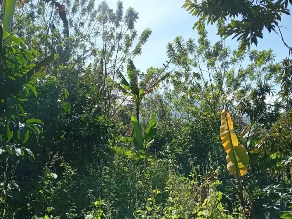 Dijual Lahan Perkebunan dengan View Gunung Batukaru yang Indah