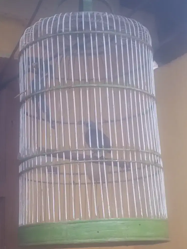 Burung JogJog rajin belajar ropel
