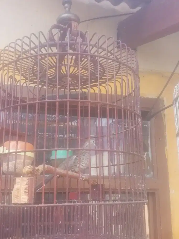 Perkutut bangkok sudah manggung