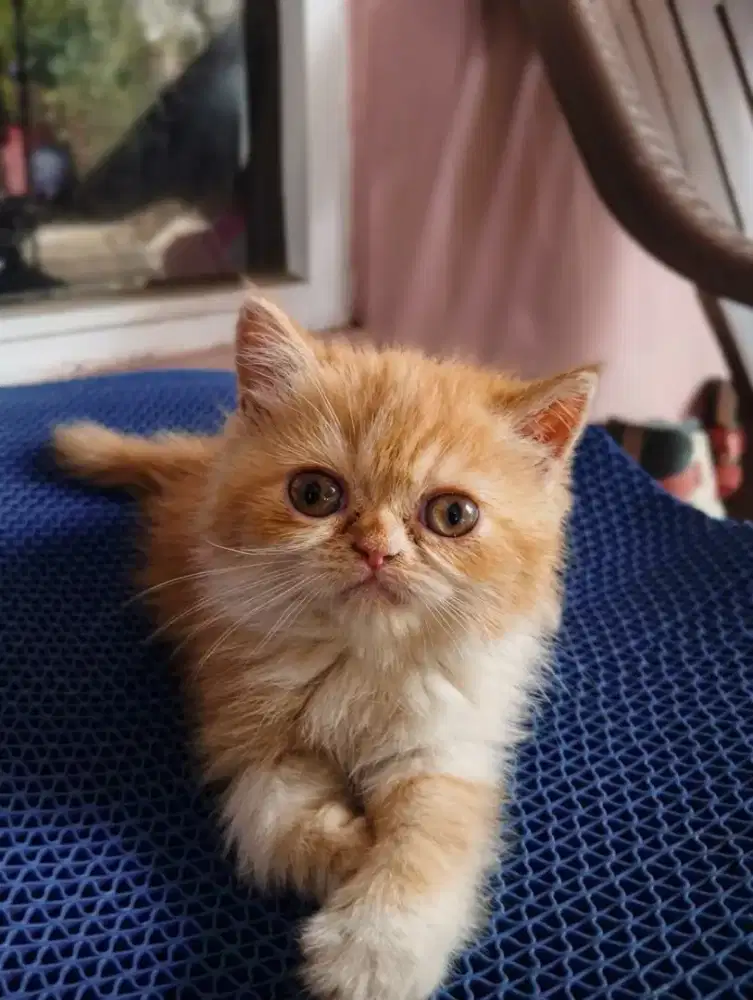 Kucing Flatnose