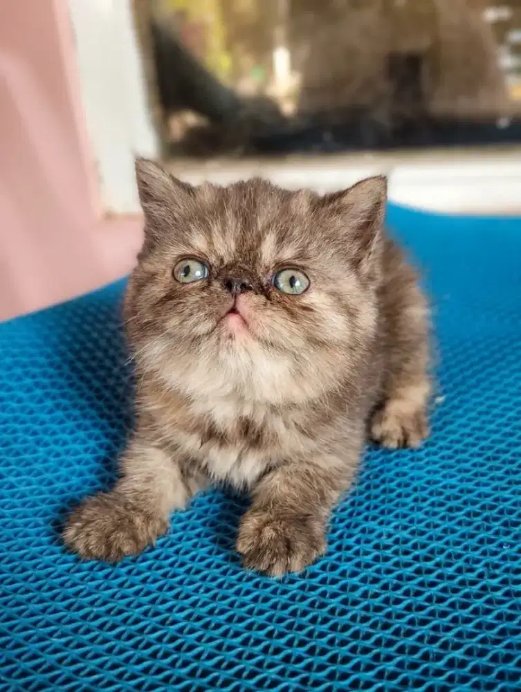Kucing Persia Peaknose