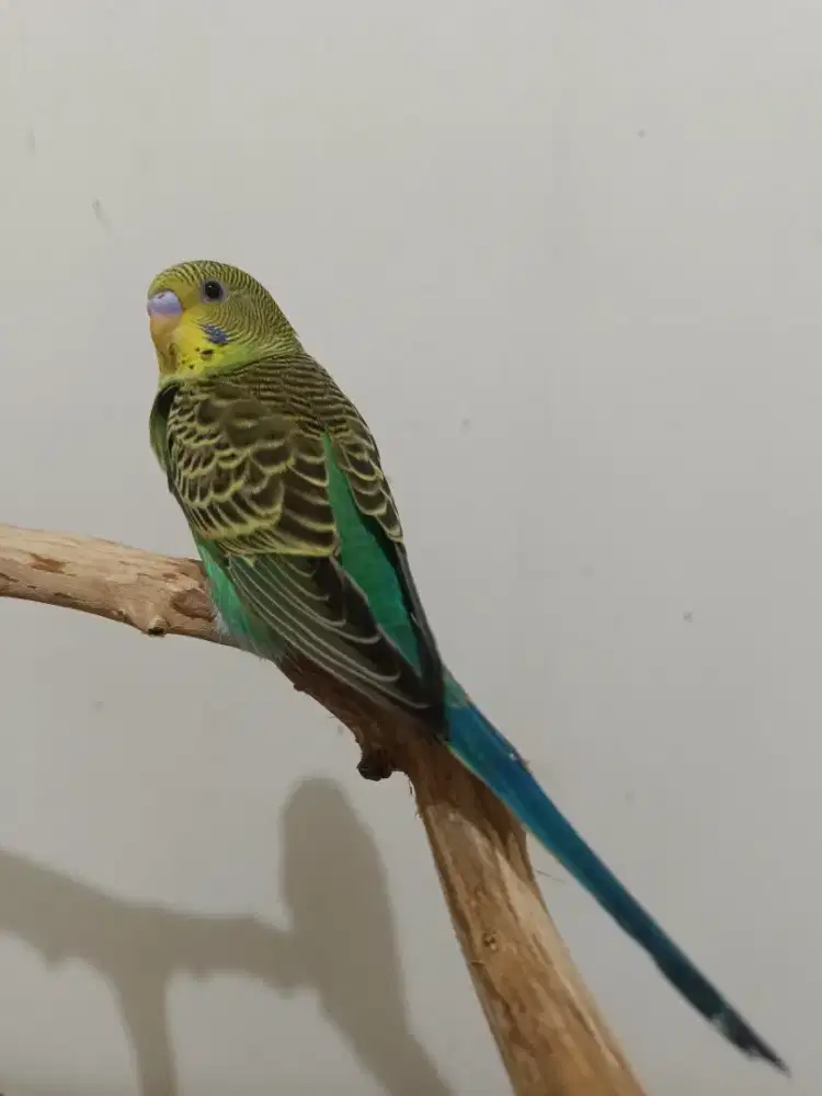 Burung saja parkit paud jinak trik indor barter tuker tambah