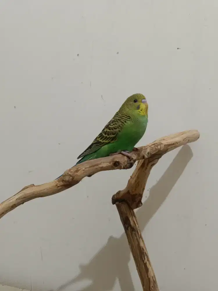 Burung aja parkit paud skill jinak total indor barter tuker tambah