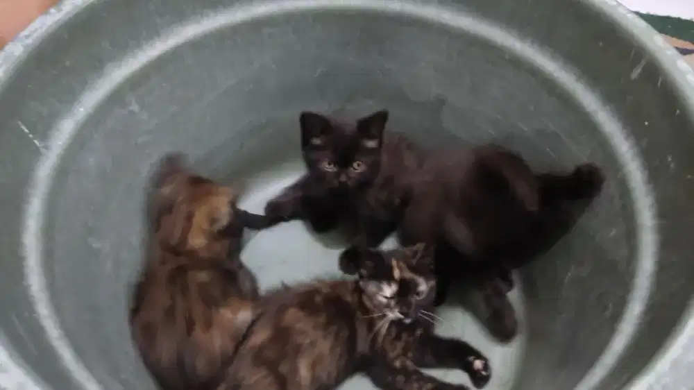 Lepas adopt kucing anakan BSH Munchkin X Persimed