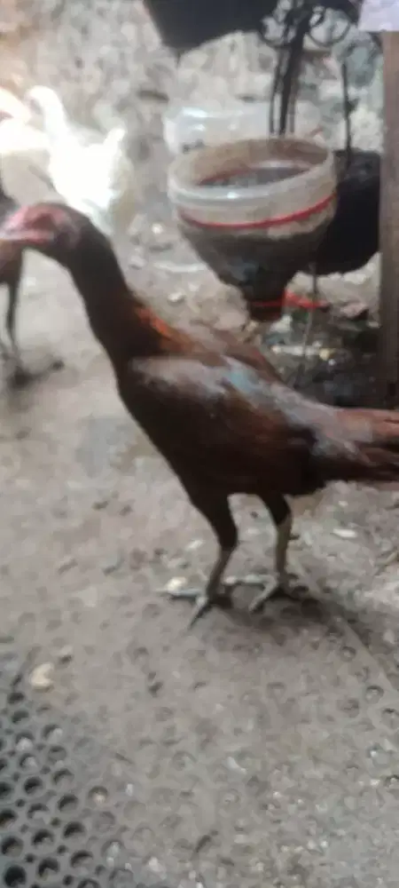 Jual cepat ayam  betina bangkok mangoun trah bukbi