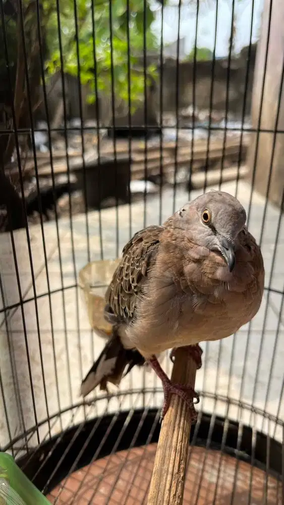 burung tekukur muda