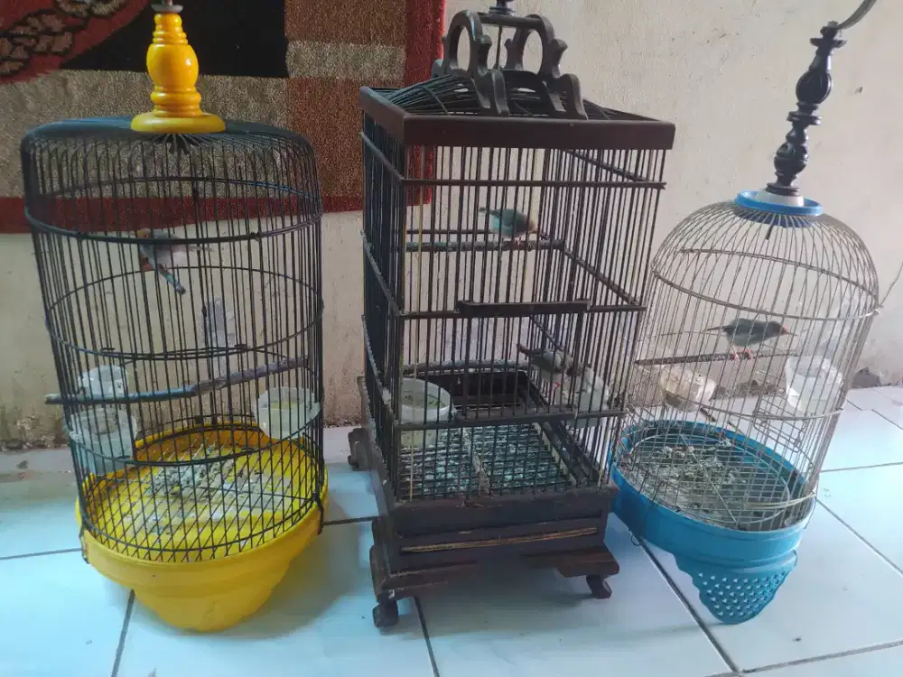 Burung prenjak Atas  Klawu 2 Pasang