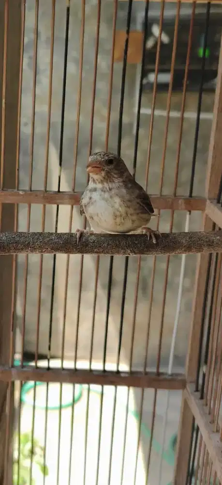 Burung Sanger jantan