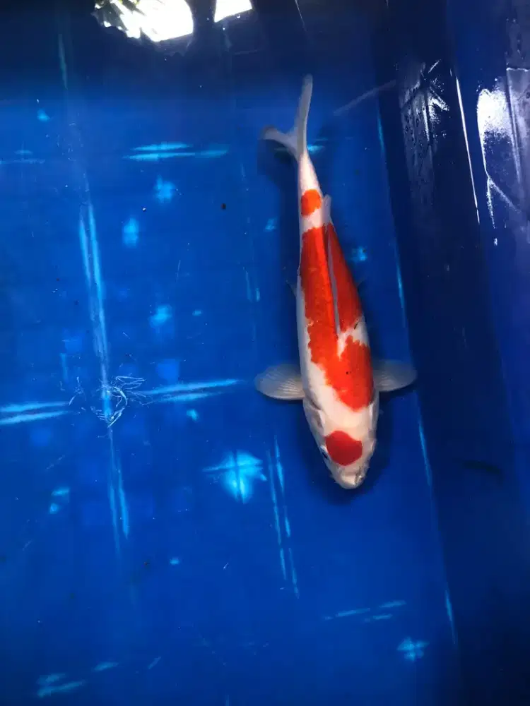 Kohaku maruten 23 cm lokal blitar