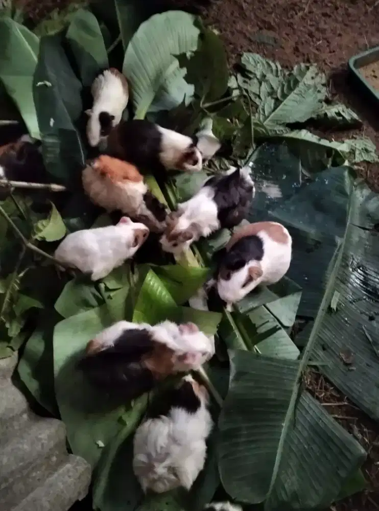 Lowongan mengurus hewan