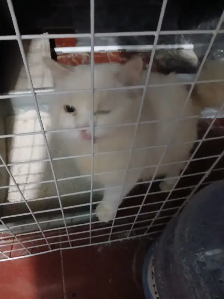 Kuxing persia putih