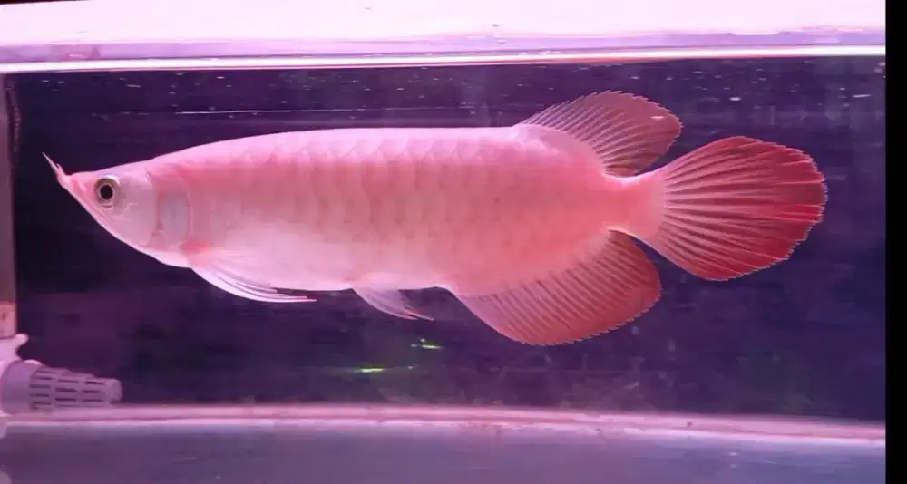 Arwana Super Red 26 cm