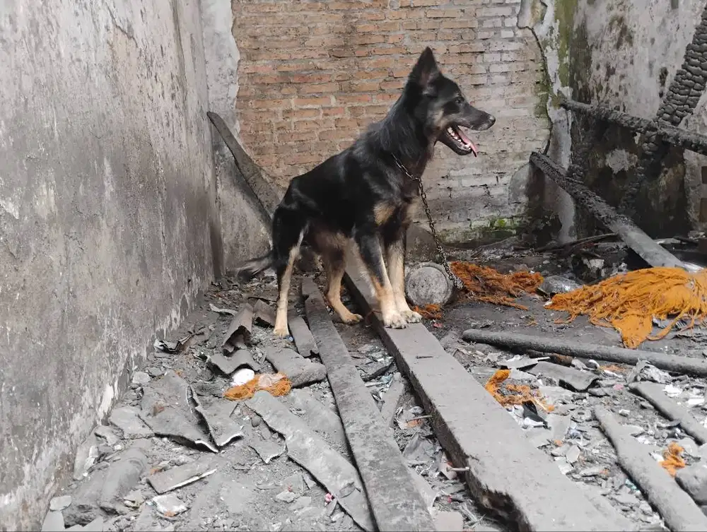 Herder mix jantan big bone