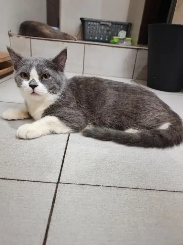 Persian Bicolour Shorthair Jantan Murmer