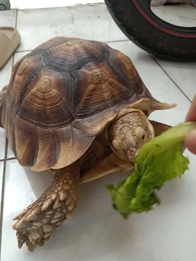 Kura kura Sulcata