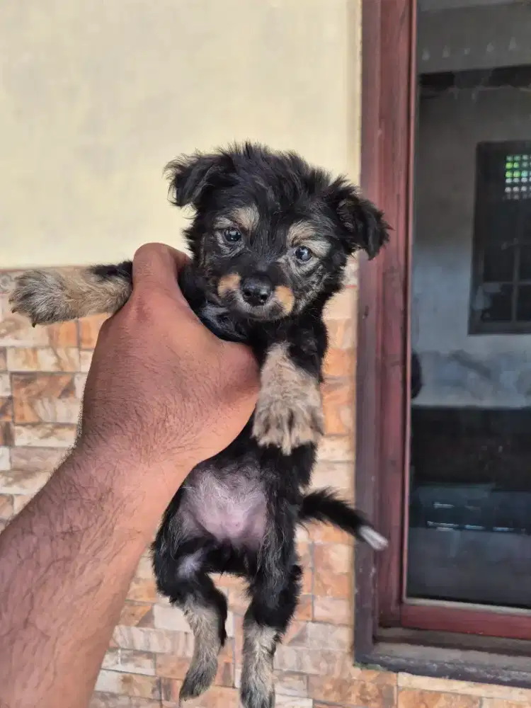 shitzu mix betina dan jangan