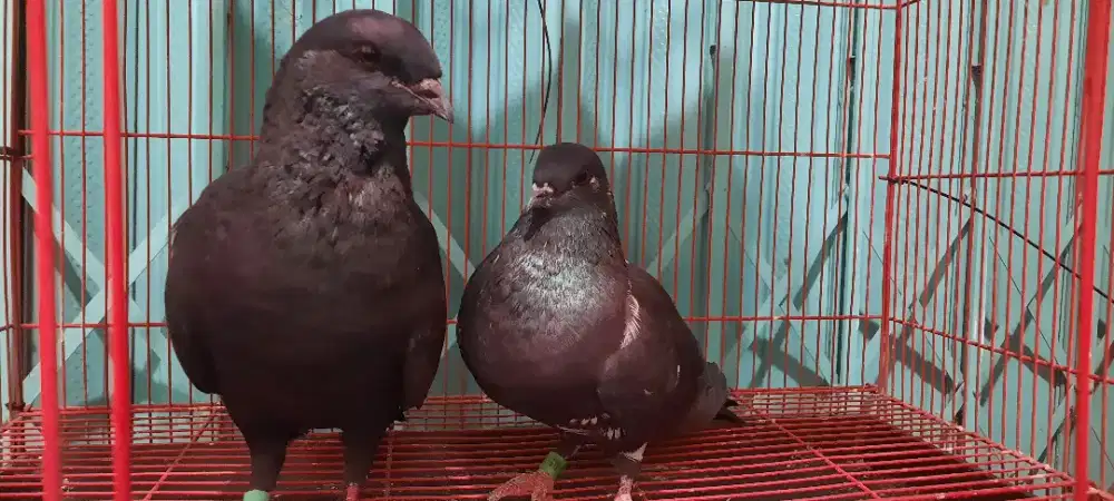 Burung dara jawa sungut indukan produksi