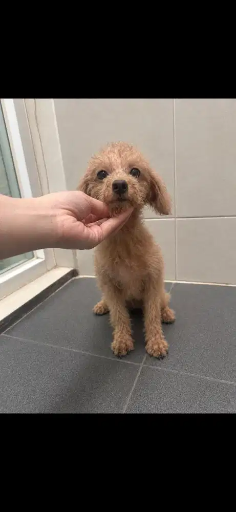 POODLE FAWN BETINA