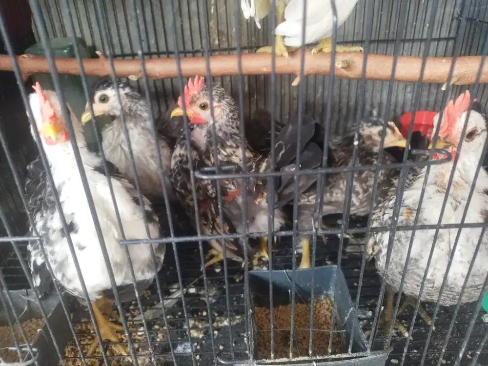 Ayam Kate serama