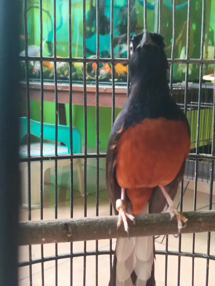 Burung murai batu