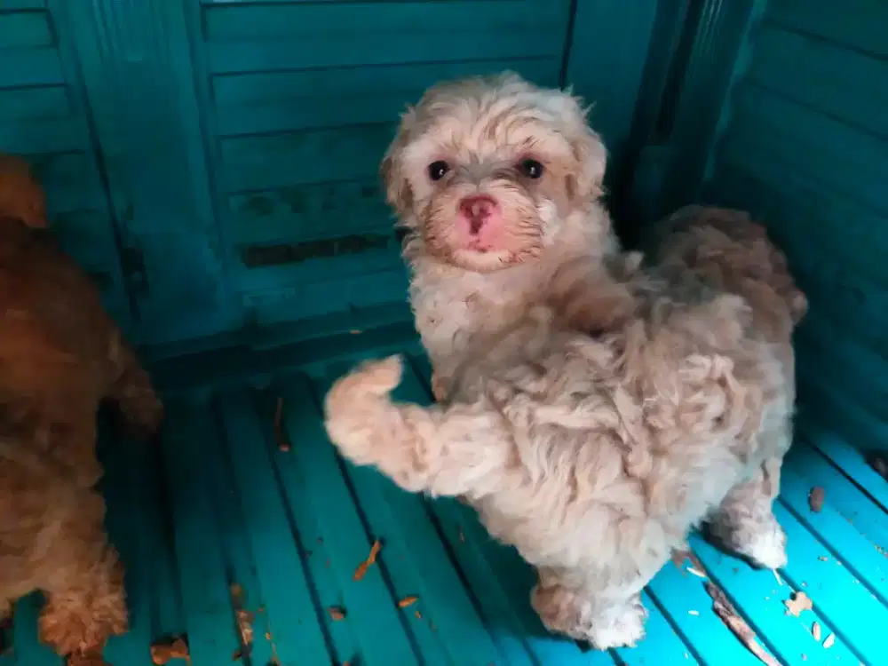 Anak Anjing Poodle Jantan