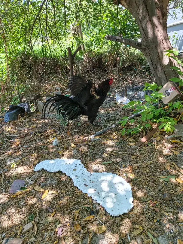Dijual sepasang ayam keturunan mangon