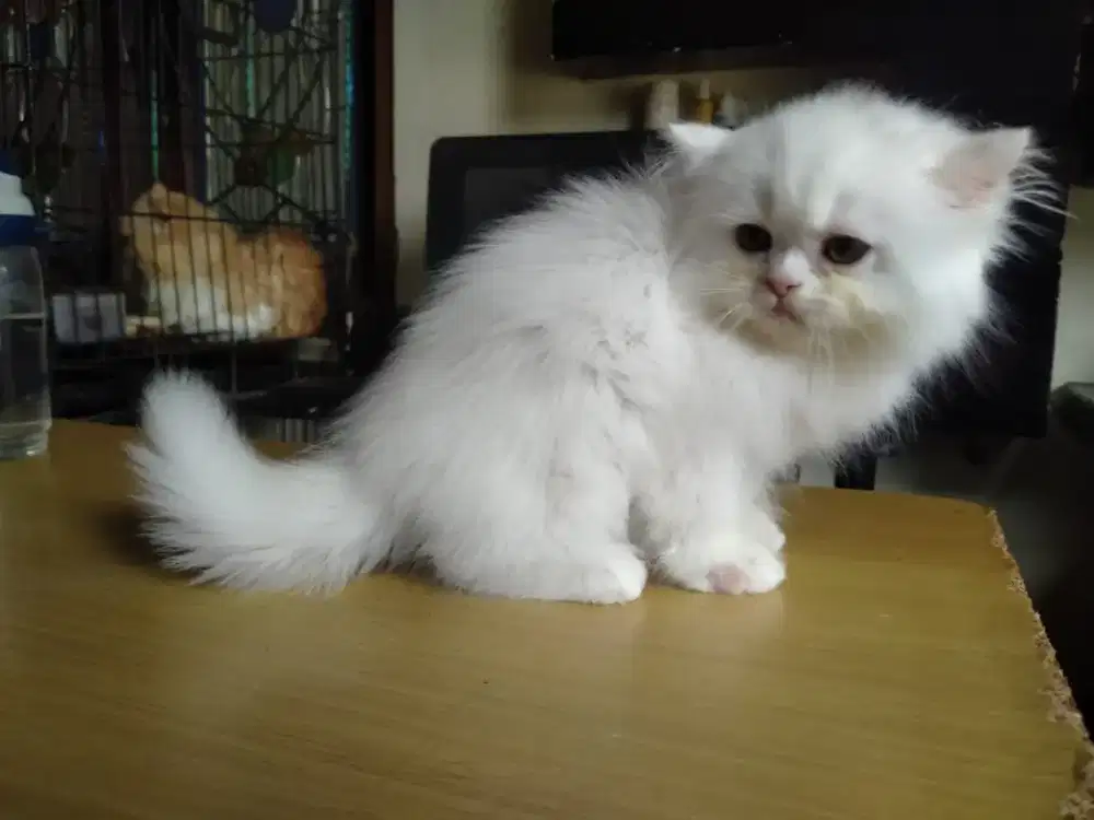 Kitten Persia betina
