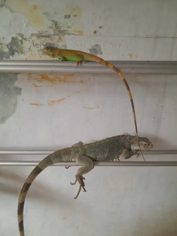 Iguana SR het red Albino