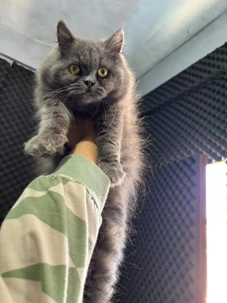 Kucing Persia bigbone