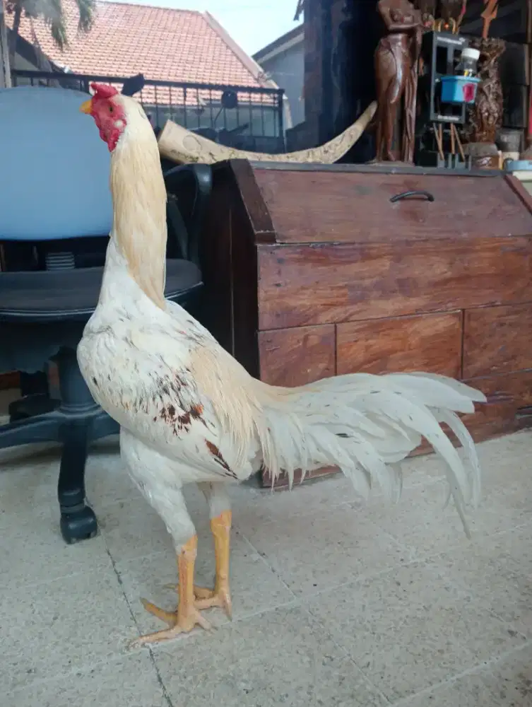 Ayam Bk x Plucker