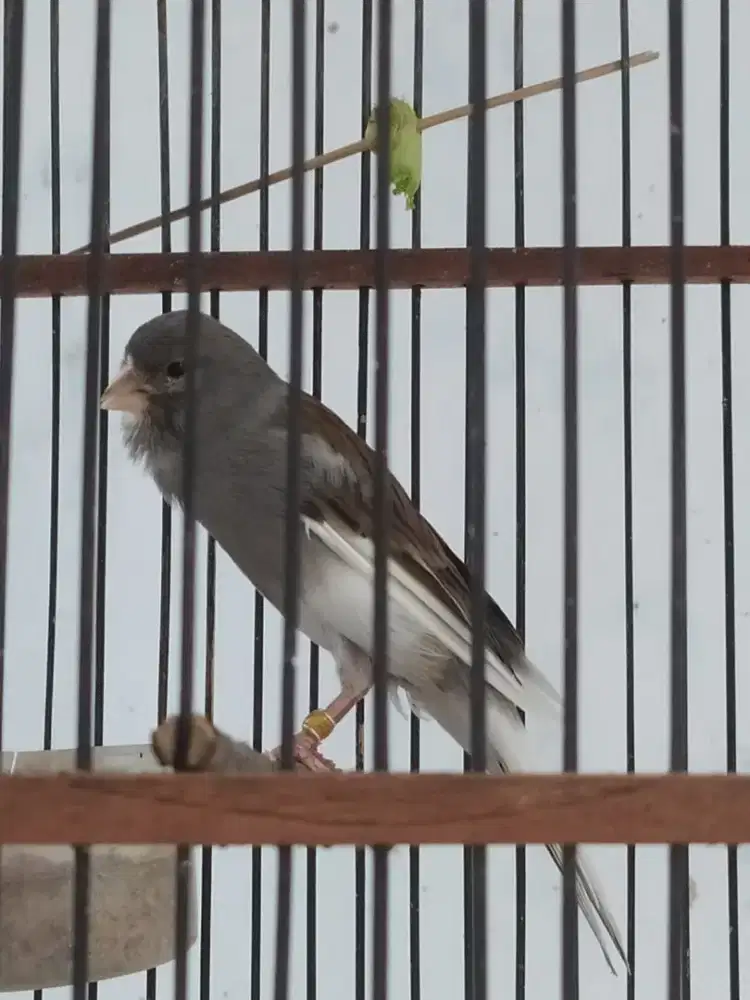 Di jual burung kenari FIBB