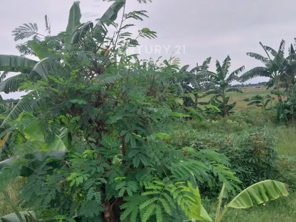 Dijual Tanah Kavling Sukaringin Sukawangi Bekasi