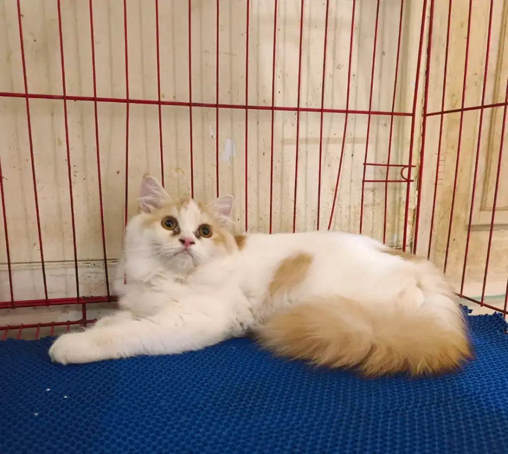 Kucing persia betina cantik usia 4,5 bulanan