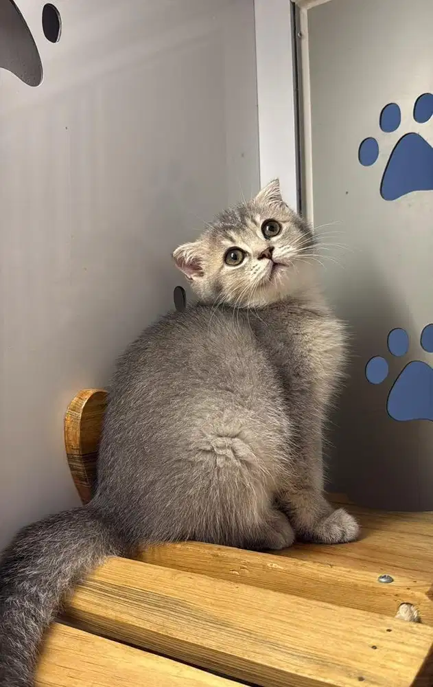 Kucing BSH mix Scottish Betina